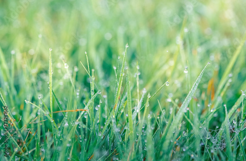  green grass in the morning with clear dew drops and sun light