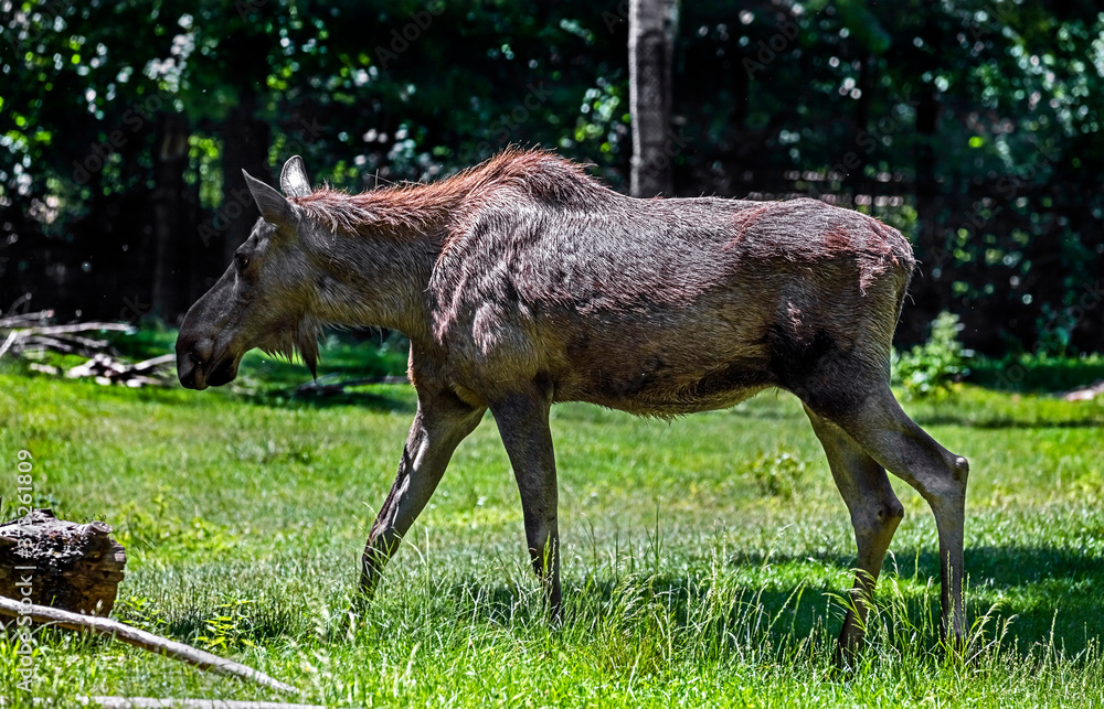 Fototapeta premium Young elk walking on the lawn. Latin name - Alces alces