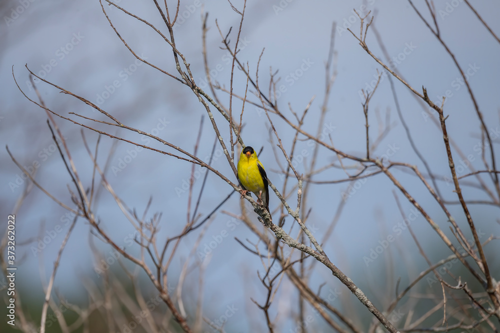 Obraz premium The American goldfinch sitting on the branch tree