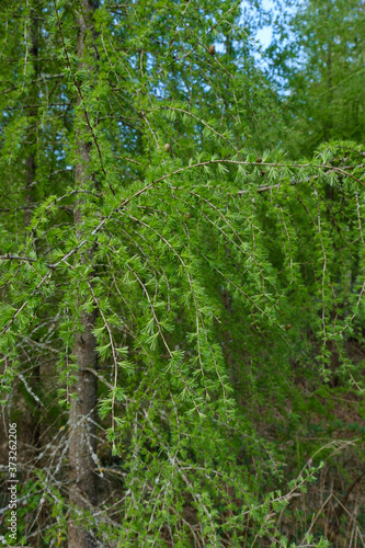 Frische grüne Zweige und Äste einer Lärche (lat. Larix decidua) im Frühling