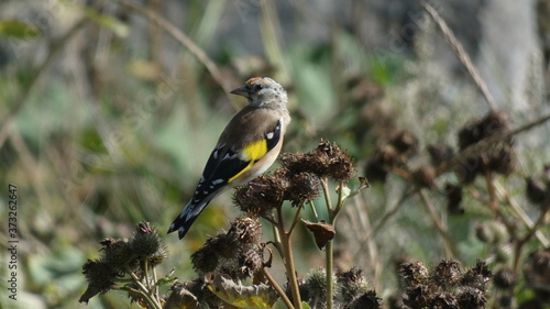 Goldfinch on a thisle photo