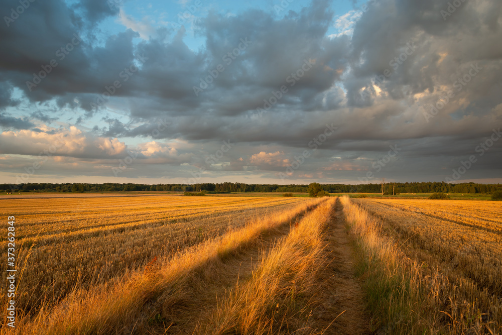 Fototapeta premium A dirt road through mowed fields and dark clouds during sunset