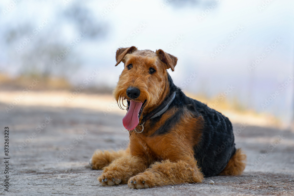 Airedale Terrier dog lies on a trail in the forest during the walking Airedale Terrier dog lies on a trail in the forest during the walking
