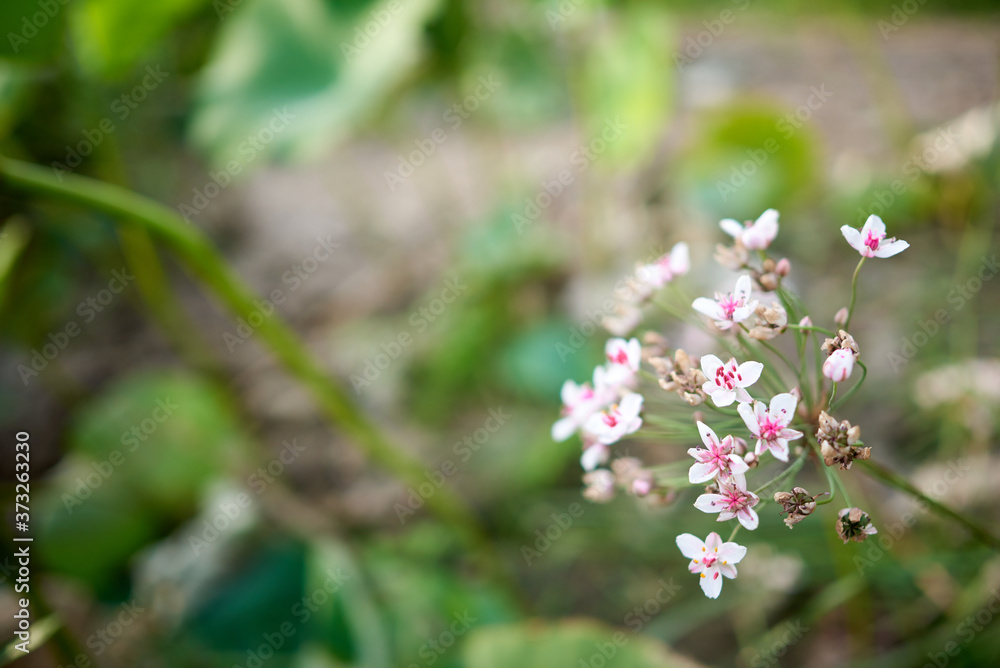 Butomus umbellatus (flowering rush or grass rush) against green blurred background. Selective focus. Copy space