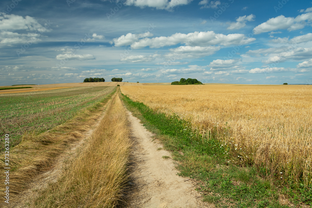 A dirt road through fields and white clouds on blue sky