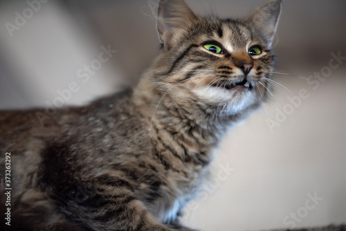 Scared gray cat with crazy eyes. © shymar27