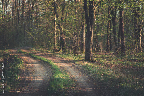 A dirt road through a dark forest and sunshine © darekb22