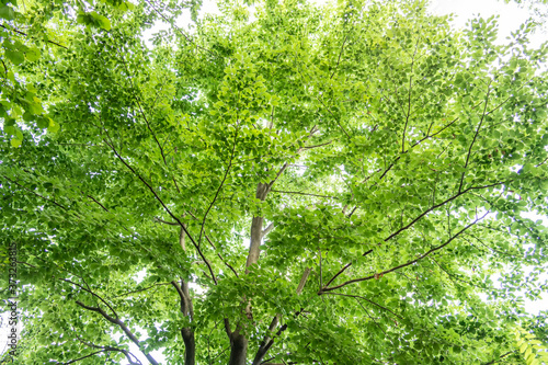 Tree background with green leaves