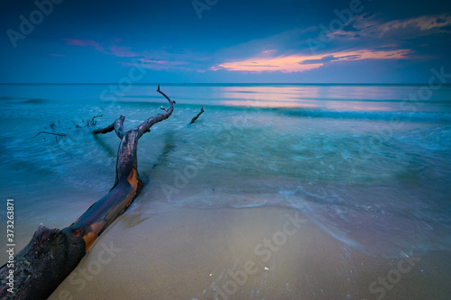 Baum Strand an der Ostsee im Sonnenuntergang - Weststrand auf Fischland Darß Zingst