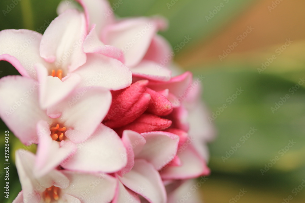 沈丁花