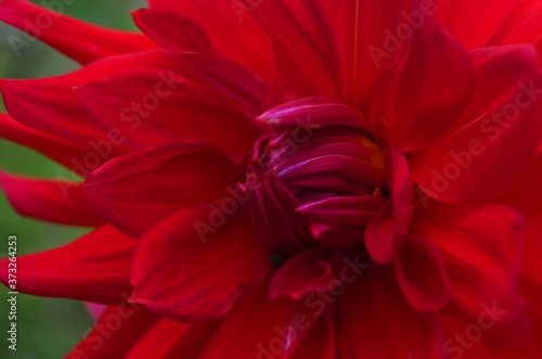 Beautiful red aster flowers close-up. Flower background