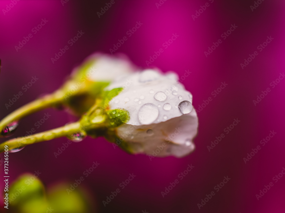 water drops on a flower water drops on a flower
