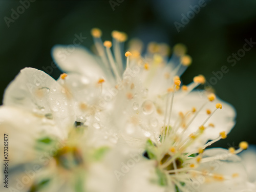 white flower macro