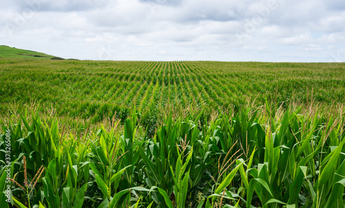 Fotografia Green cultivated Cornfield lines view