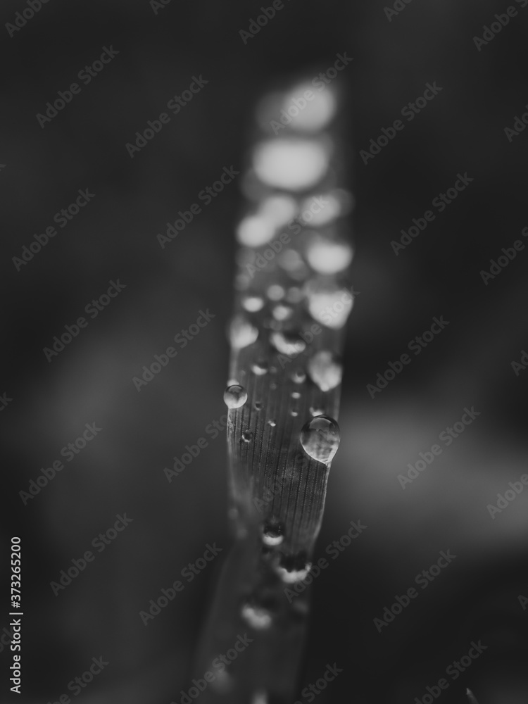Drops of water of the grass Drops of water of the grass