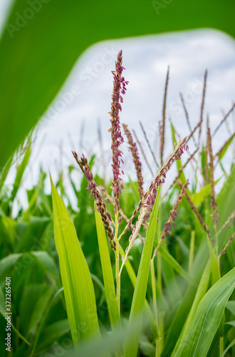 vertical view of a violet spike