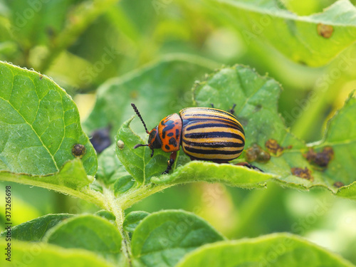 Colorado potato beetle sitting on a pitted potato leaf. Protecting this agricultural plant from pests. Close-up. A bright horizontal illustration. Macro