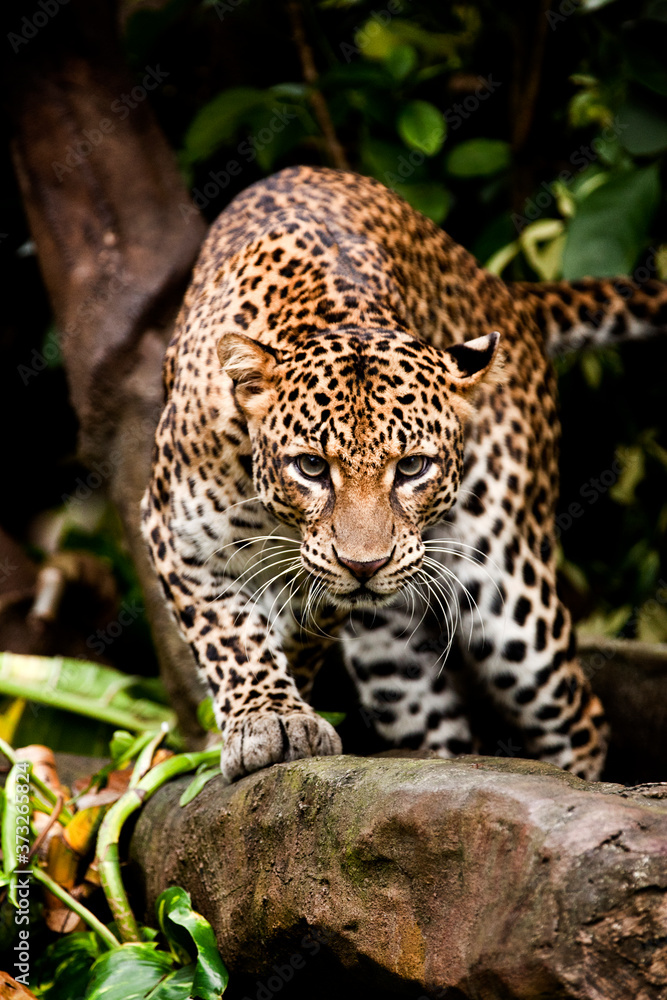 Leopard perch 2 Leopard perch 2