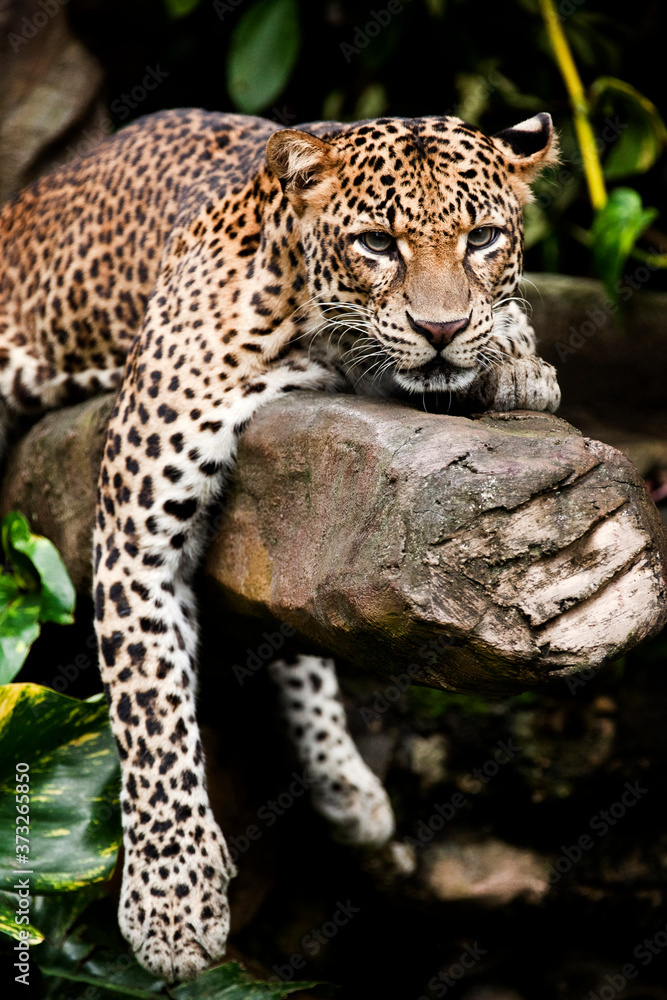 Leopard perch 1 Leopard perch 1
