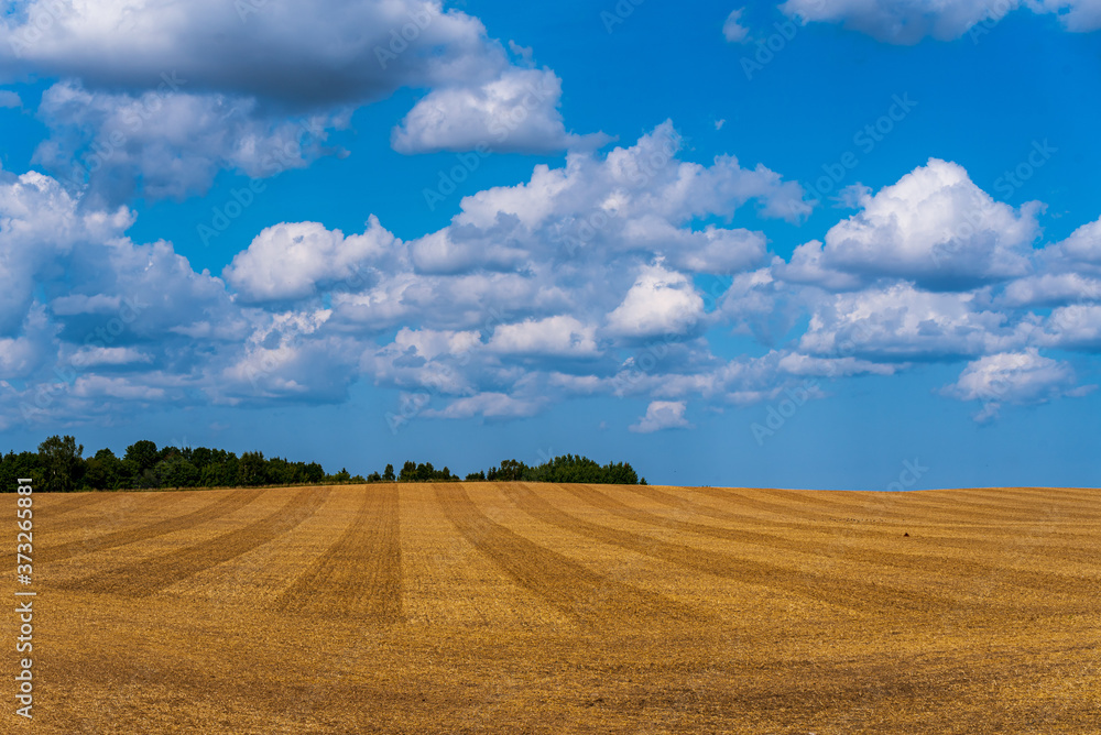 trees and a striped field of crops after the crops have fallen