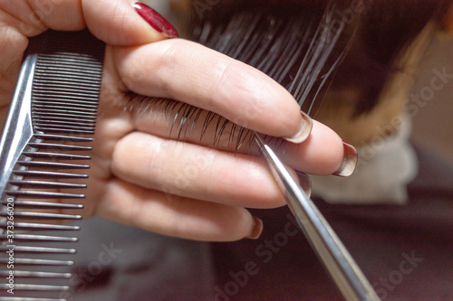 Image of hairdresser hand cuts client hair with scissors. Hairdresser cuts woman hair