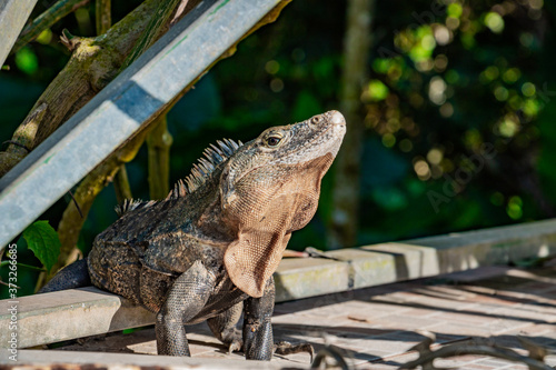 A wild black spiny-tailed iguana sits on a patio near Manuel Antonio National Park in Costa Rica. Ctenosaura lizard photo