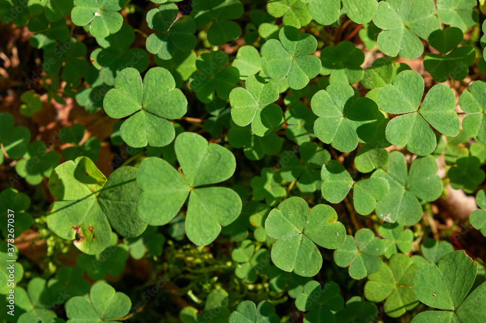 Common Wood Sorrel Oxalis acetosella leaves texture macro, selective focus, shallow DOF. Common Wood Sorrel Oxalis acetosella leaves texture macro, selective focus, shallow DOF.