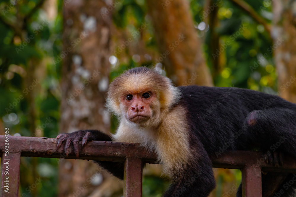 cute little capuchin monkey is hanging around in costa rica cute little capuchin monkey is hanging around in costa rica