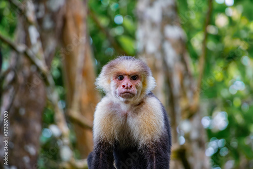 cute little capuchin monkey is hanging around in costa rica