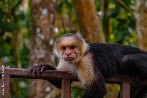 cute little capuchin monkey is hanging around in costa rica