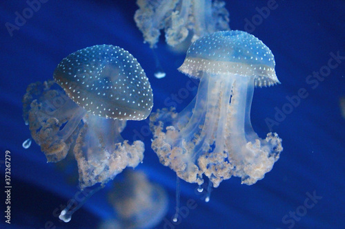 Acquario di Genova. Beautiful Jellyfish. Italy, Genova. 