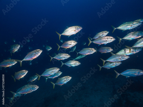 A school of bludger trevally (Mergui, Myanmar) photo