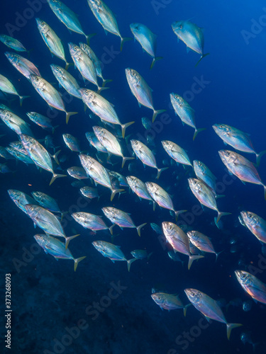 A school of bludger trevally (Mergui, Myanmar) photo