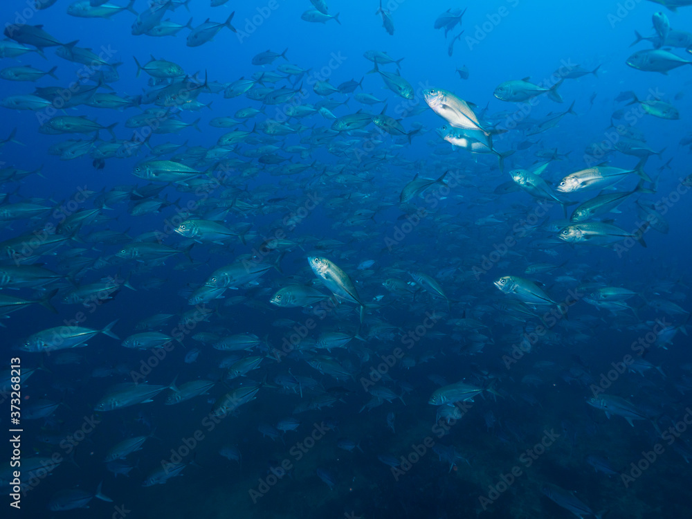 Fototapeta premium School of Bigeye trevally (Mergui, Myanmar)