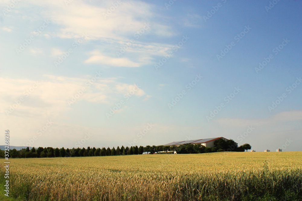 View of a fresh spring field. There are trees on the horizon.
Countryside landscape.