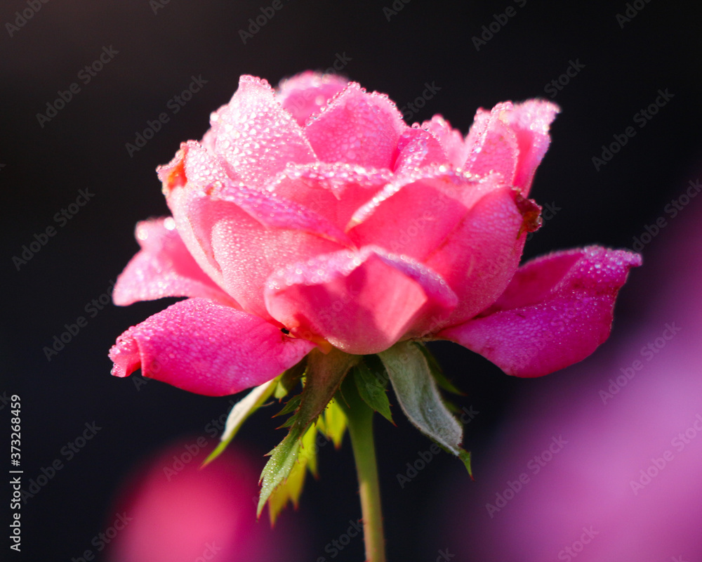Rose with water drops