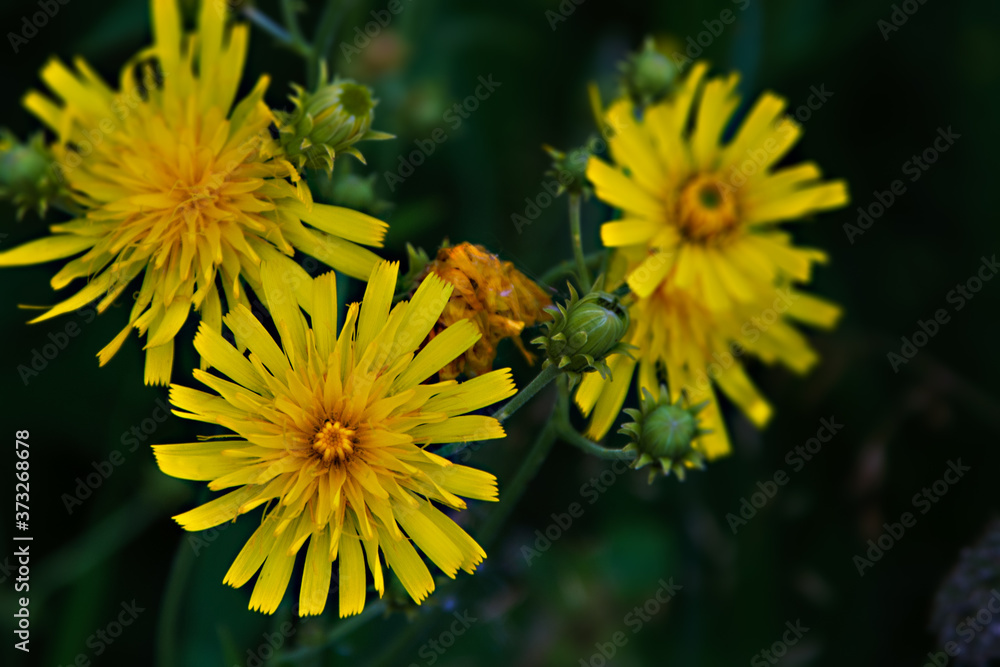 Beautiful yellow wild flower on a background of green grass. Low depth of field. Background blurred Beautiful yellow wild flower on a background of green grass. Low depth of field. Background blurred