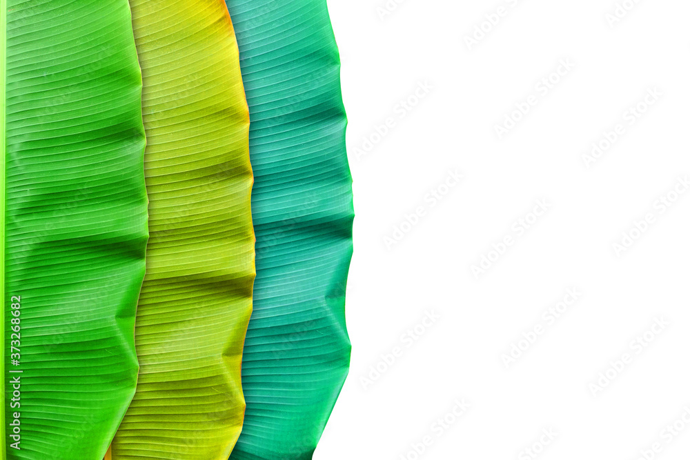Banana Leaf with colorful patterns isolate on white background.