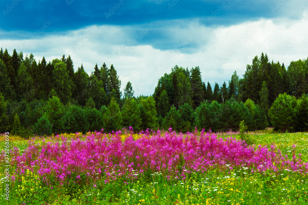 The medicinal plant fireweed (Ivan-tea) grows in the meadow against the background of the northern taiga and the blue cloudy sky. Healthy lifestyle. Tourist destination The medicinal plant fireweed (Ivan-tea) grows in the meadow against the background of the northern taiga and the blue cloudy sky. Healthy lifestyle. Tourist destination