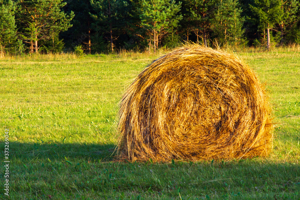 Bright yellow and golden Haystacks on agricultural field in sunny autumn day. Haystacks on the field, close-up view. Autumn nature landscapes and backgrounds. Golden Hay rolls in the countryside.