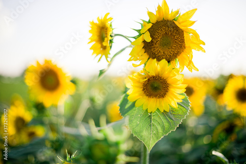 Sunflower Cluster