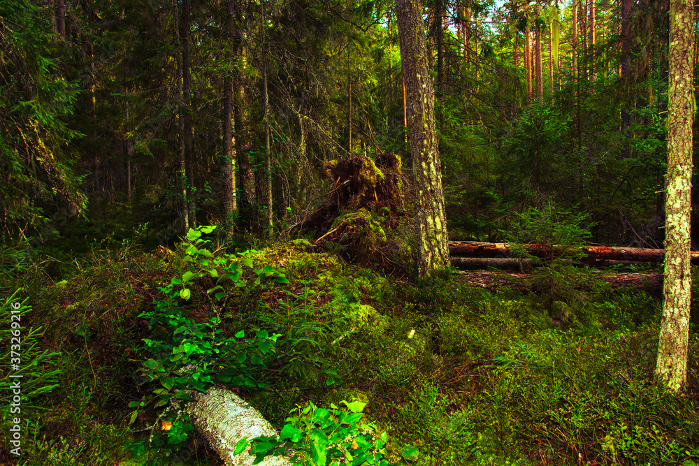 Magical views of the fallen trees in the wild northern forest. The sun shines through the tall pines. Thickets of delicious forest blueberries. Healthy lifestyle, tourism