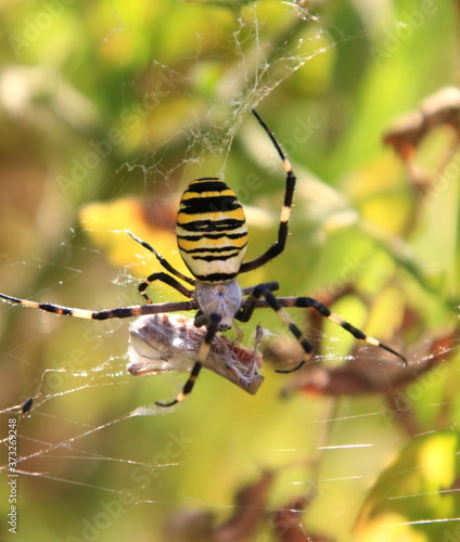 large venomous spider eats insects photo