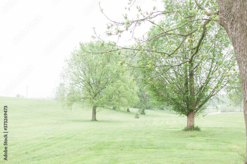 Obraz premium Kentucky Trees