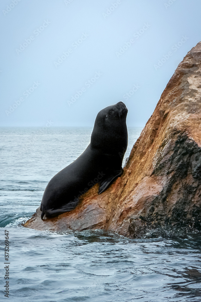 Obraz premium Sea lion (Otariinae) on rocks of the Ballestas Islands (Islas Ballestas), Paracas, Peru, South America