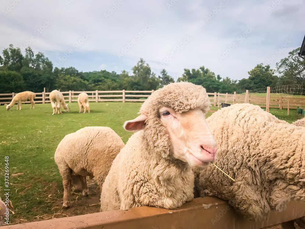 Sheep in a field. Sheep in a field.