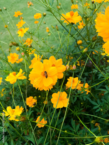 Yellow flowers in the garden. © PhetcharatBiRTH