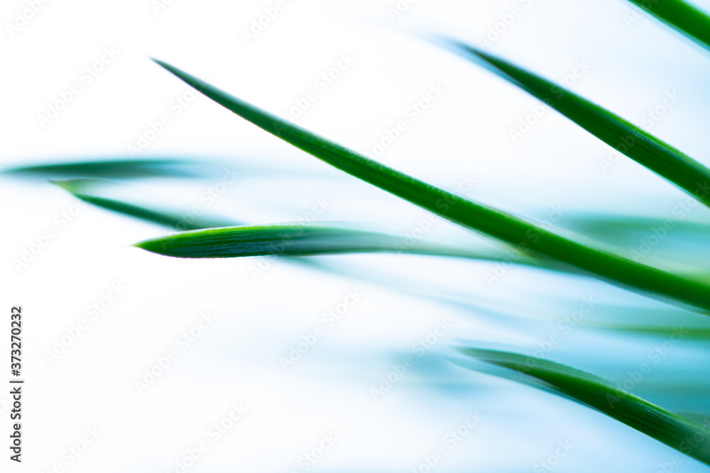 Macro floral background. Macro green pine tree needles background. Pine cone and green pine needles. Beautiful macro wallpaper. Soft focus abstract nature pattern.
