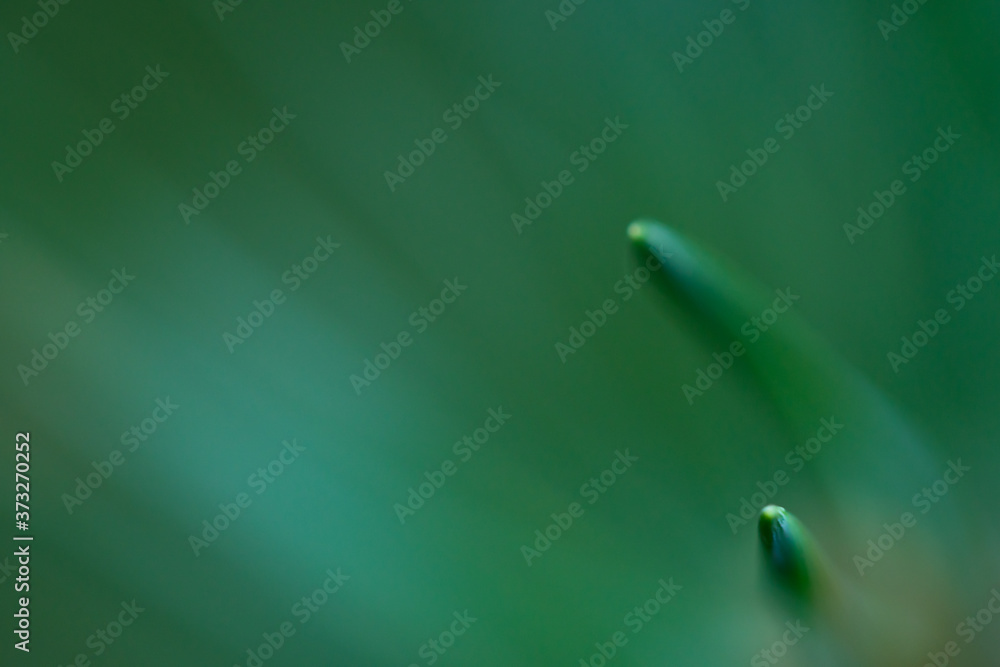 Macro floral background. Macro green pine tree needles background. Pine cone and green pine needles. Beautiful macro wallpaper. Soft focus abstract nature pattern. Macro floral background. Macro green pine tree needles background. Pine cone and green pine needles. Beautiful macro wallpaper. Soft focus abstract nature pattern.