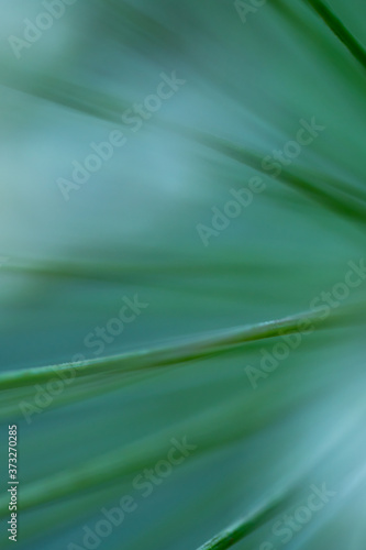 Macro floral background. Macro green pine tree needles background. Pine cone and green pine needles. Beautiful macro wallpaper. Soft focus abstract nature pattern. 